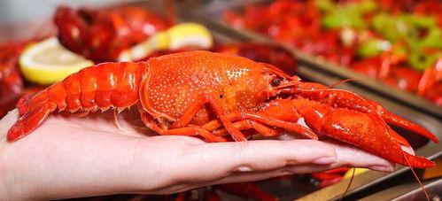 厦门龙虾爆料视频大全最新,最新爆料视频大盘点,美味瞬间尽收眼底 第3张 厦门龙虾爆料视频大全最新,最新爆料视频大盘点,美味瞬间尽收眼底 第3张